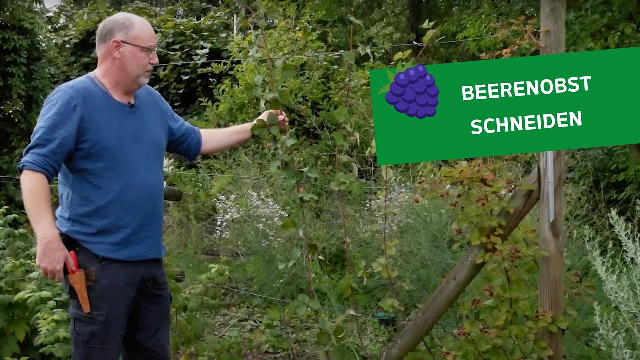 Beerenobst 🫐✂️ Brombeeren richtig schneiden