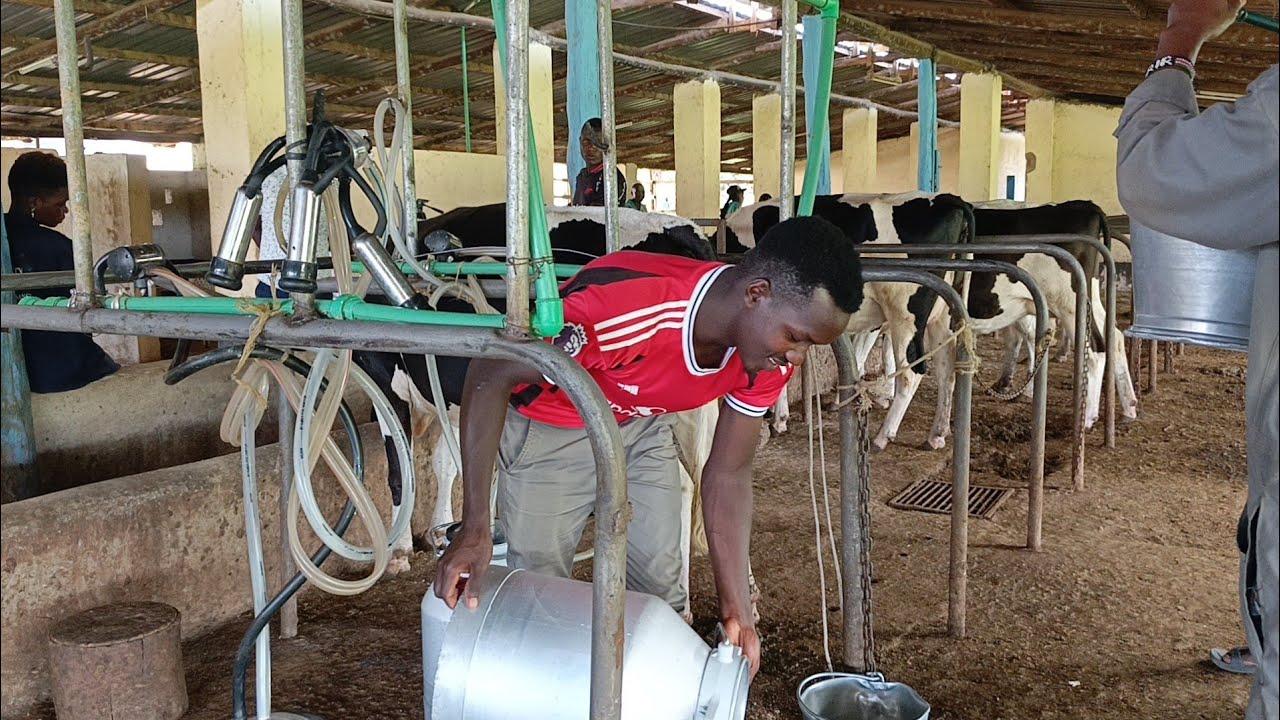 6500 LITRES Per day . DAIRY FARMING HANDBOOK FROM THIS BIG FARM