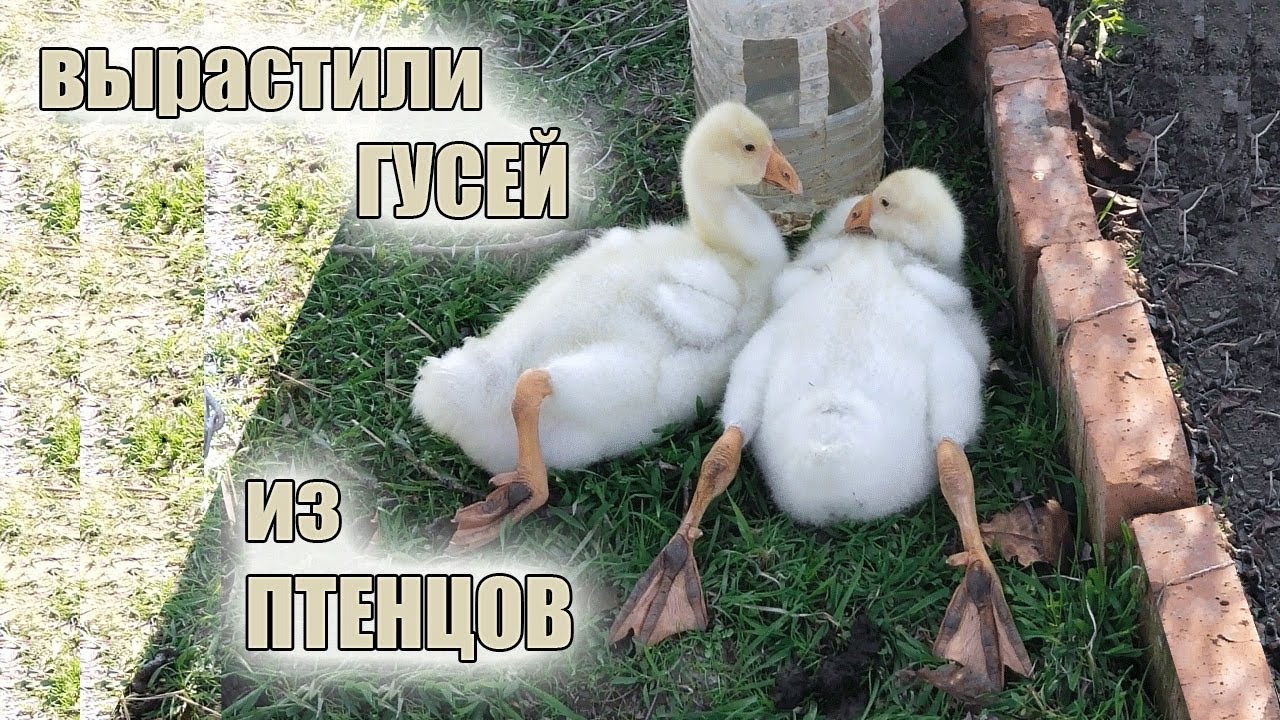 Уход за гусятами. Выращивание гусят. Наш опыт