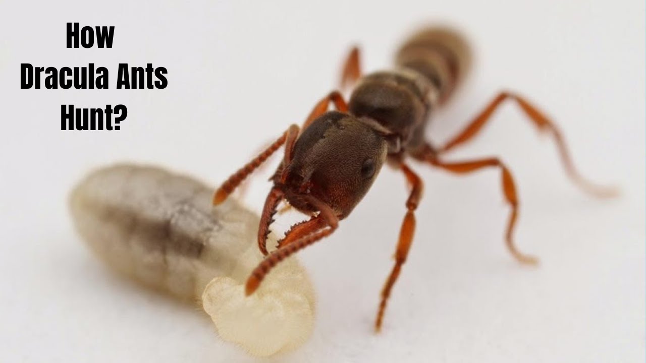 How Dracula Ant Hunts