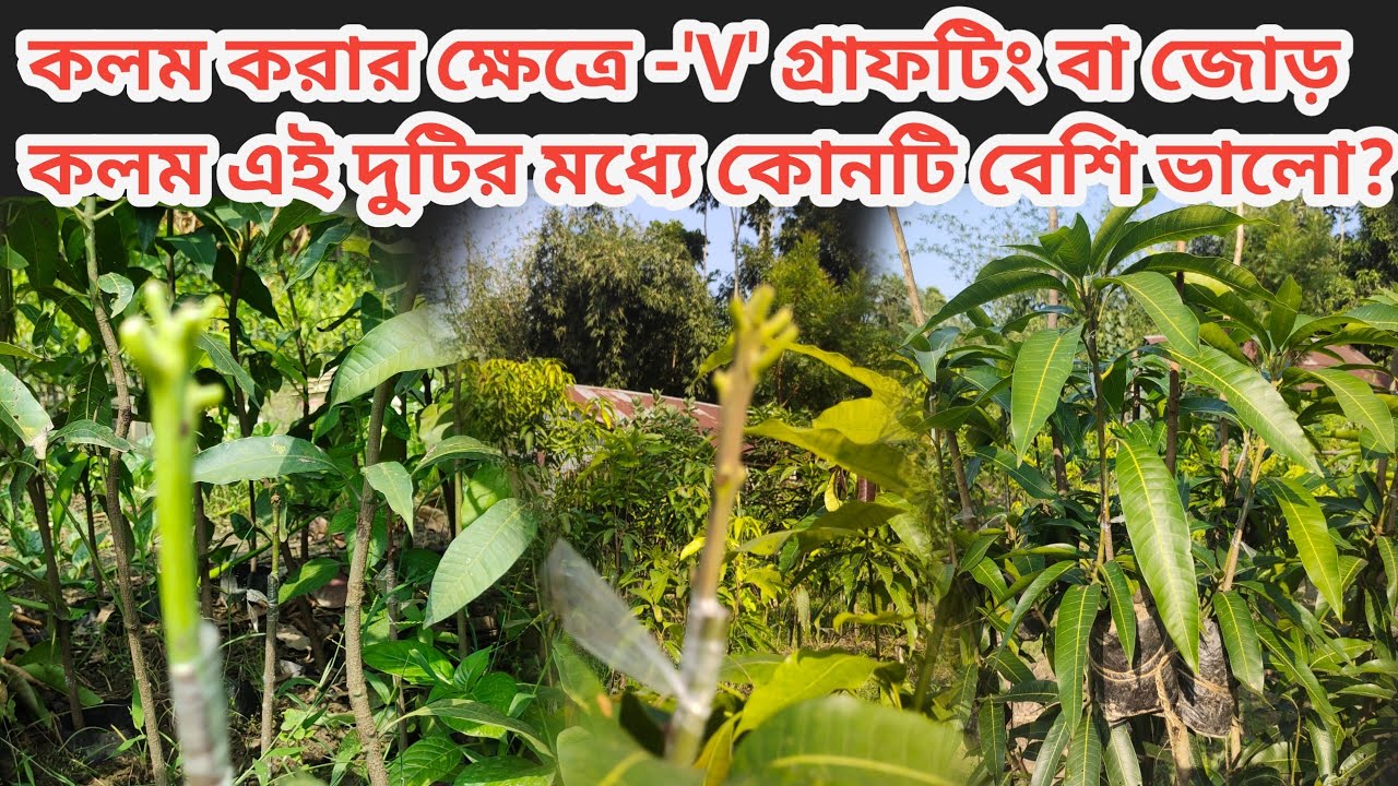 কলম করার ক্ষেত্রে 'V' গ্রাফটিং না জোড় কলম কোনটি বেশি ভালো।