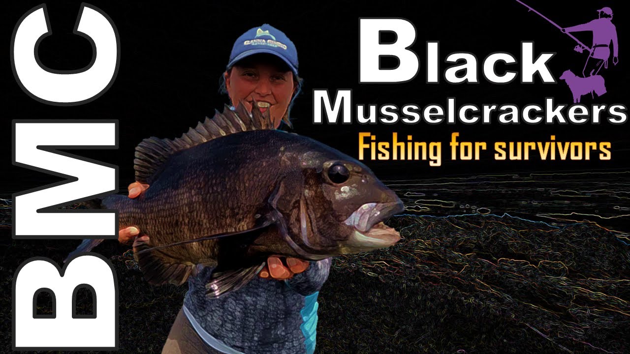 Shore-based Fishing for Black Musselcrackers (Poensie): A tale of survival