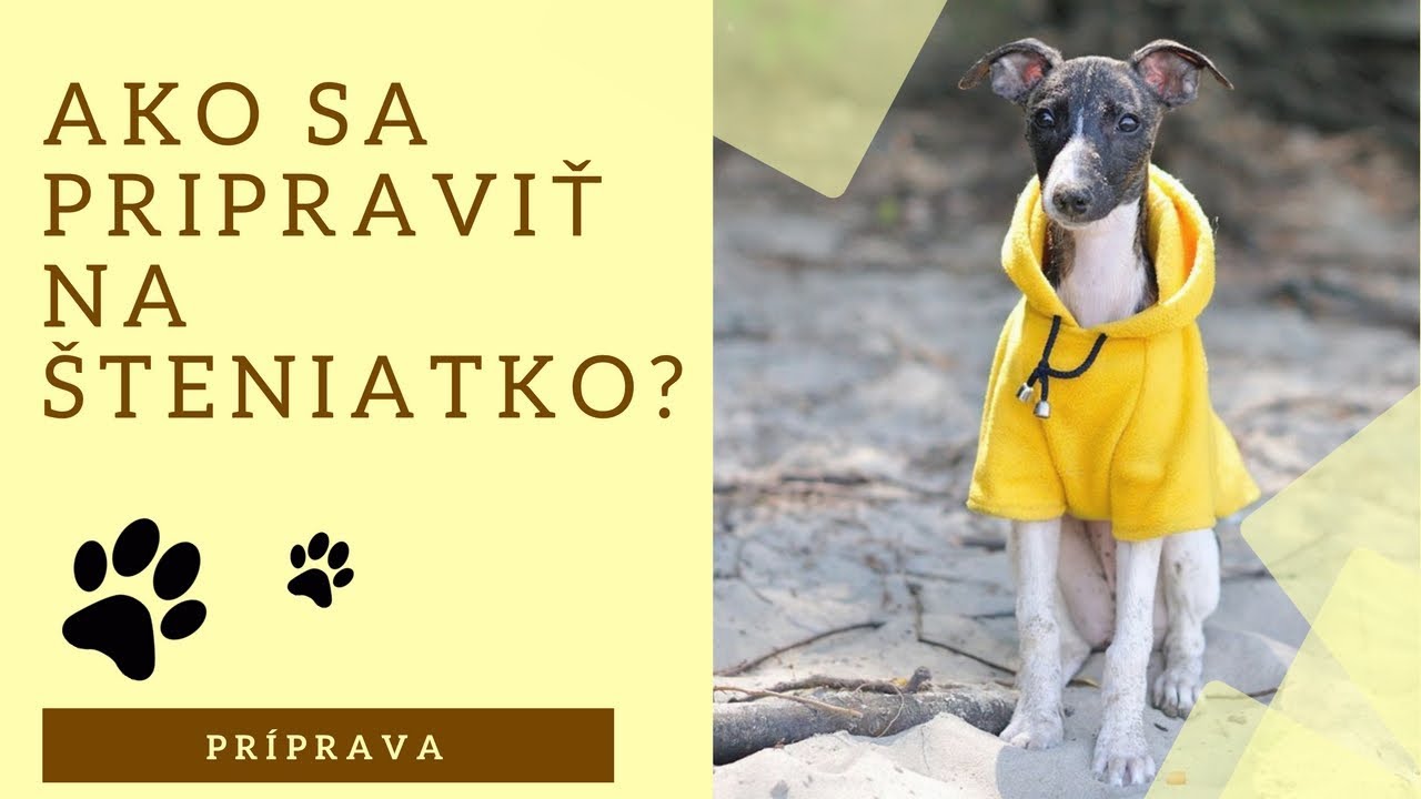 Čo UROBIŤ pred tým, než si domov prinesieme šteniatko 🐶