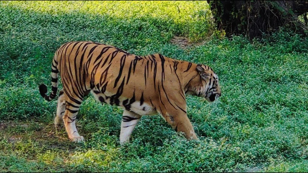 Royal Bengal Tiger Chilling & Roaring after meal part 2 @planet2animals