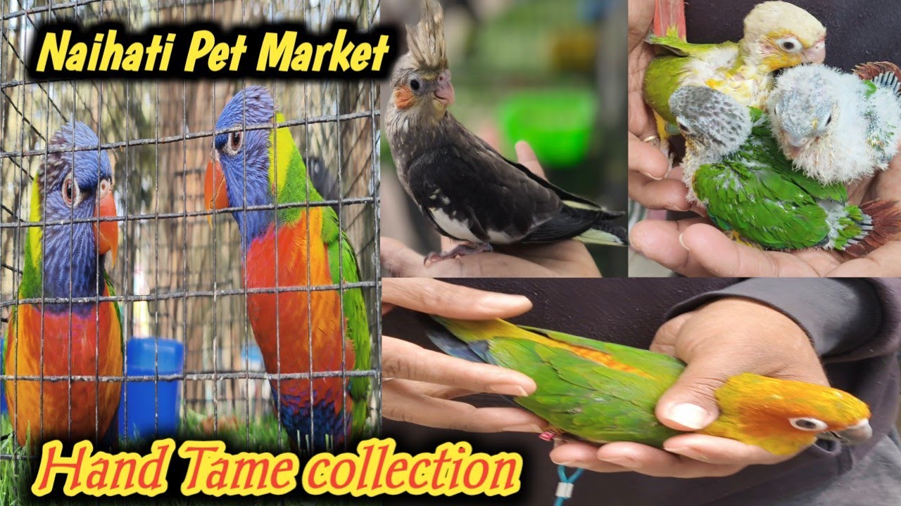 Hand tame 🐦🐦মানে। Naihati Pet Market! 🔥🔥31/01/2026