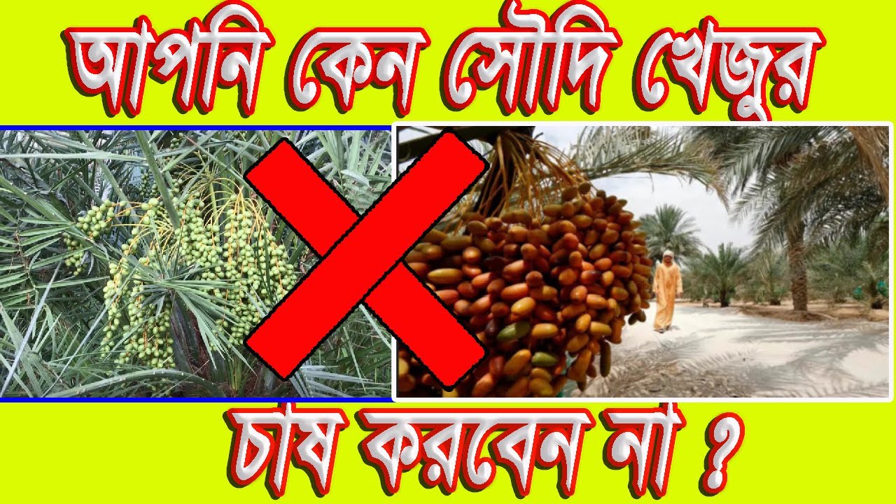 আপনি কেন সৌদি খেজুর চাষ করবেন না ? (13_21-03-2024_8503)
