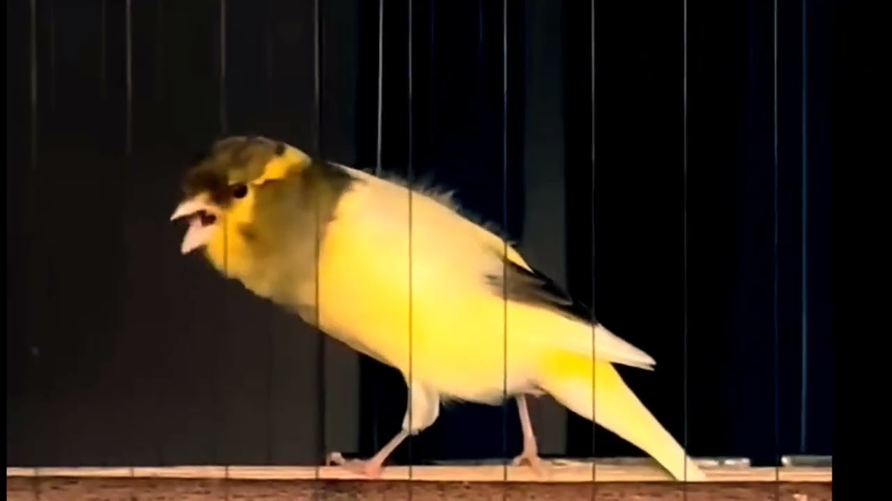 Que lindo! Adoro o som desse canáriozinho