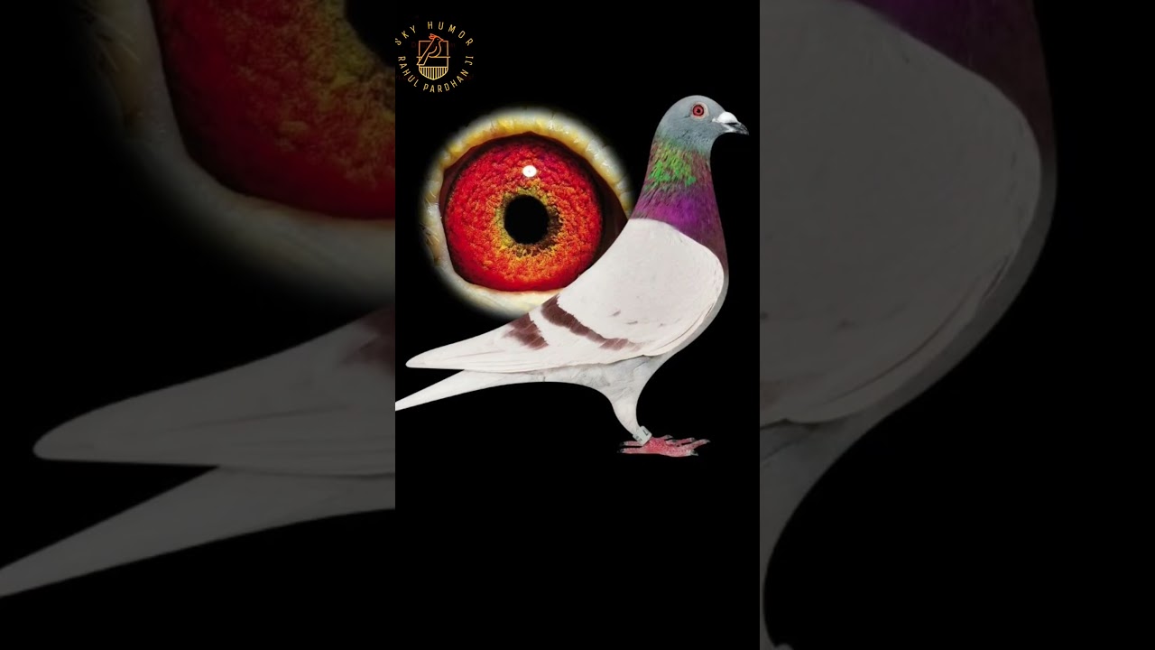 Kabutaro wala tik tok #kabutar #pigeon #youtubeshorts #ytshorts #shorts #kabutar #birds #humor