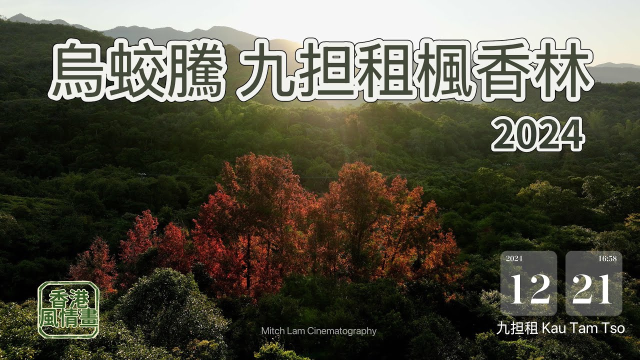 【烏蛟騰 九担租楓香林🌲🍁 2024】三椏涌｜苗三石澗｜犁三古道｜吊燈籠｜印洲塘｜三椏村｜荔枝窩｜梅子林｜蛤塘｜21 Dec 2024