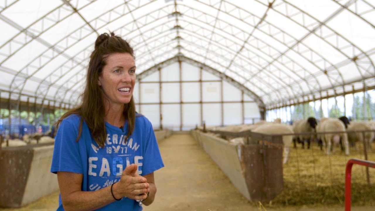 Shepherd Creek Farms Ltd . Fabric Building Sheep Barn