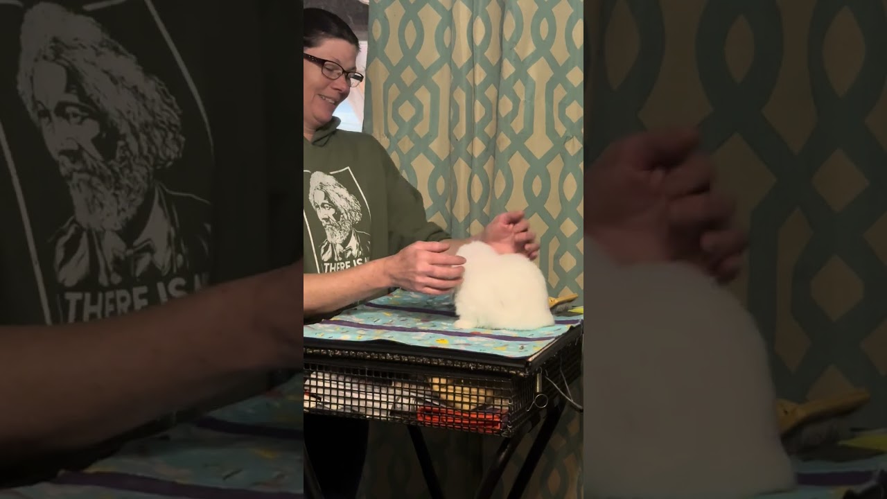 Rabbit breeding advice on outcrossing and color projects￼