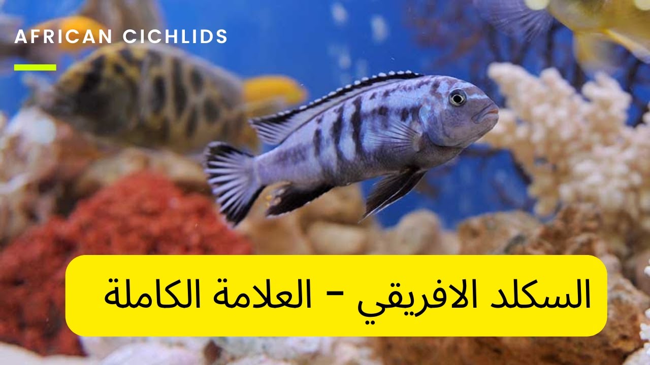 المعلومات والتفاصيل عن تربية أسماك السيكليد