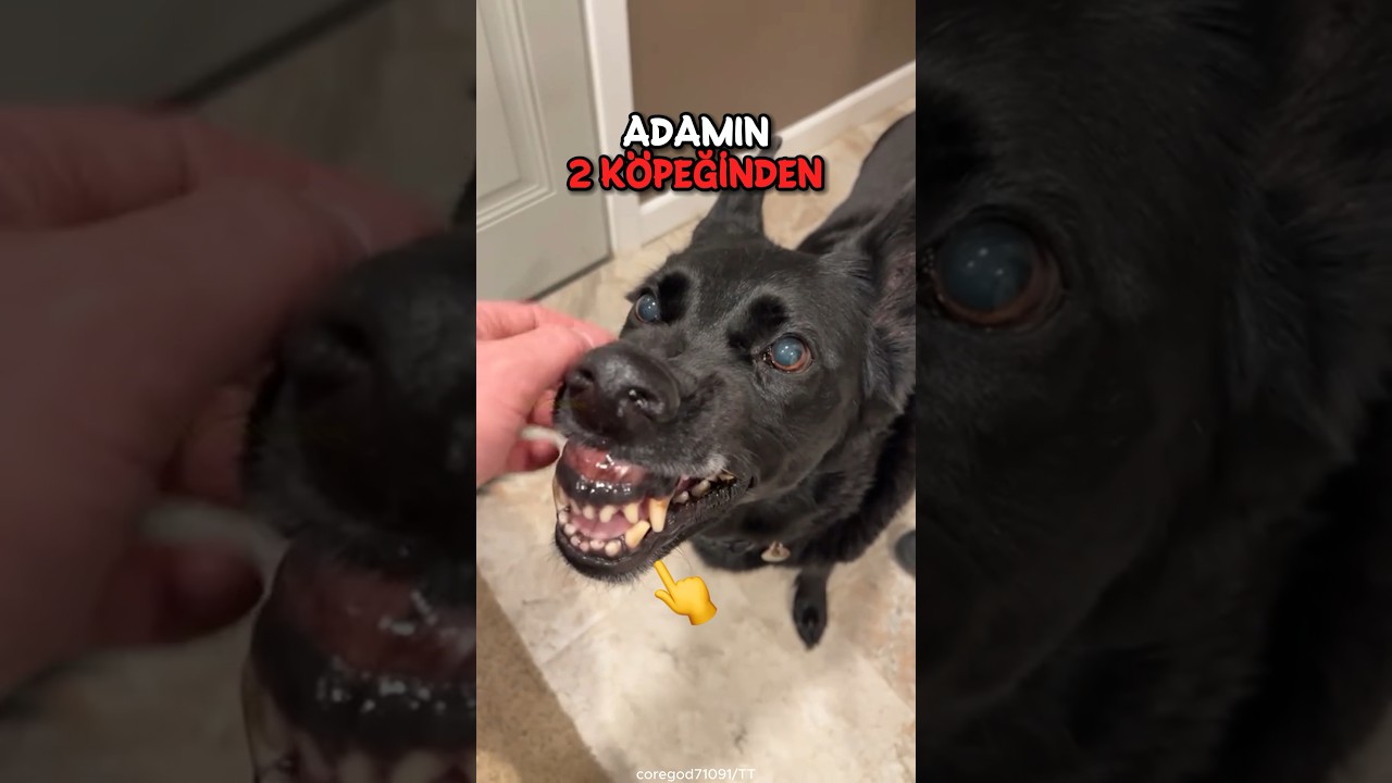 Korkun&ccedil; G&ouml;r&uuml;n&uuml;m&uuml;yle Oyun İsteyen Şirin K&ouml;pek 🐕&zwj;🦺