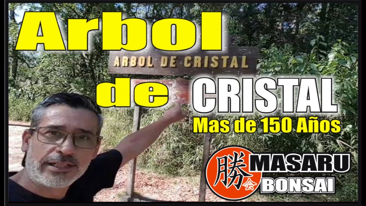 ARBOL DE CRISTAL ( agathis alba) único ejemplar en todo Sudamérica - lindo para BONSAI - PEREYRA -
