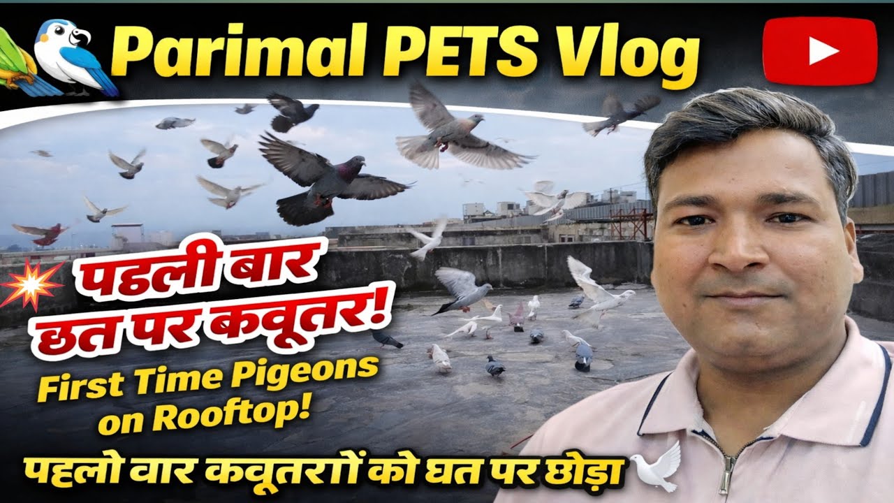 पहली वार कबुतर को छत पर छोरा  🔥🔥 The Pigeon Was Released on The Roof for The First Time