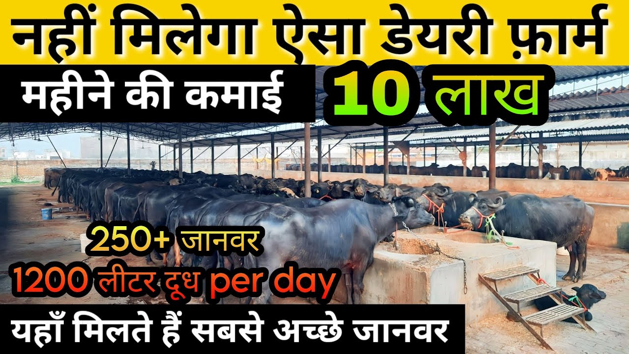 Top Buffalo Dairy Farm In Lucknow । Ishtiyaq Dairy Farm ।  Best Dairy Farm in U.P.