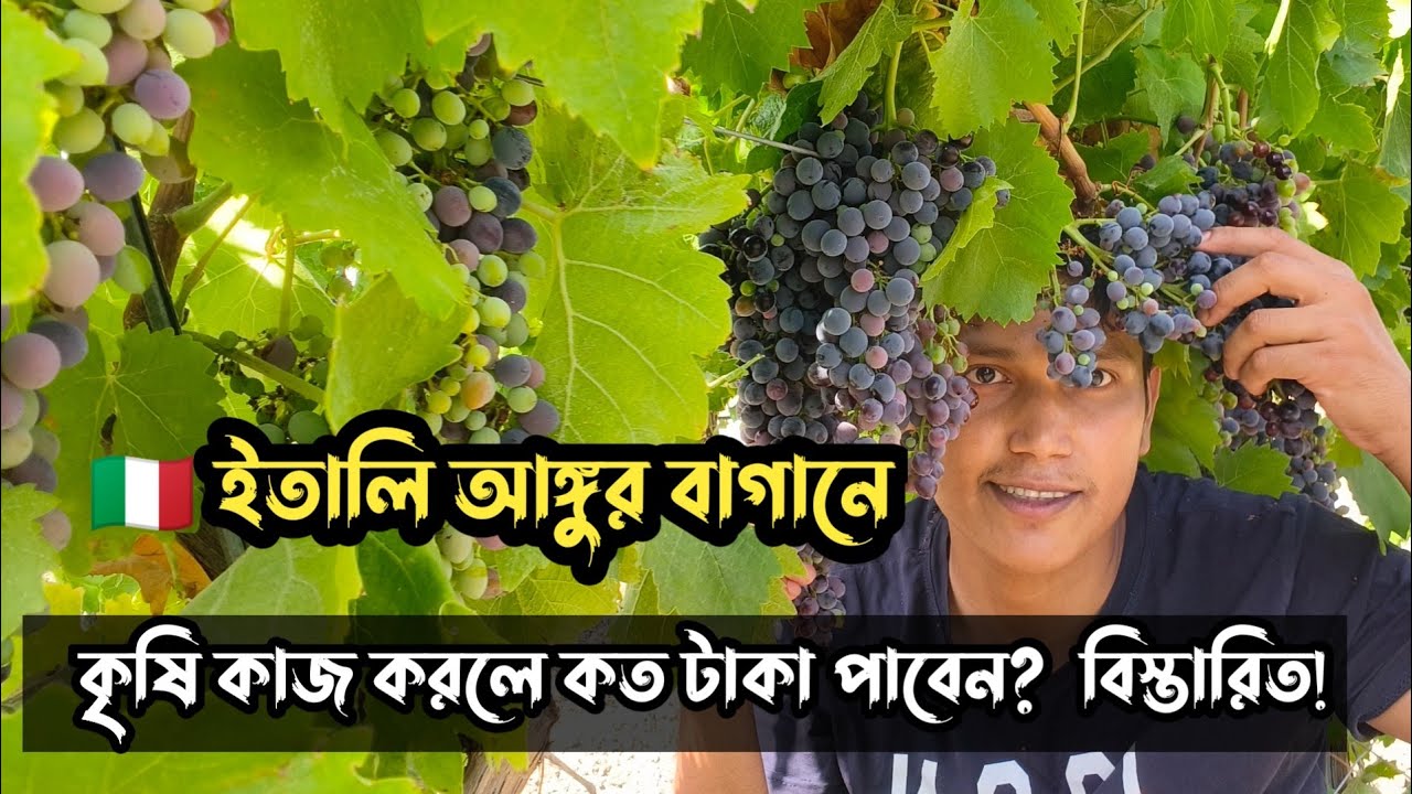 ইতালি আঙ্গুর বাগান | Italy Agriculture work income 