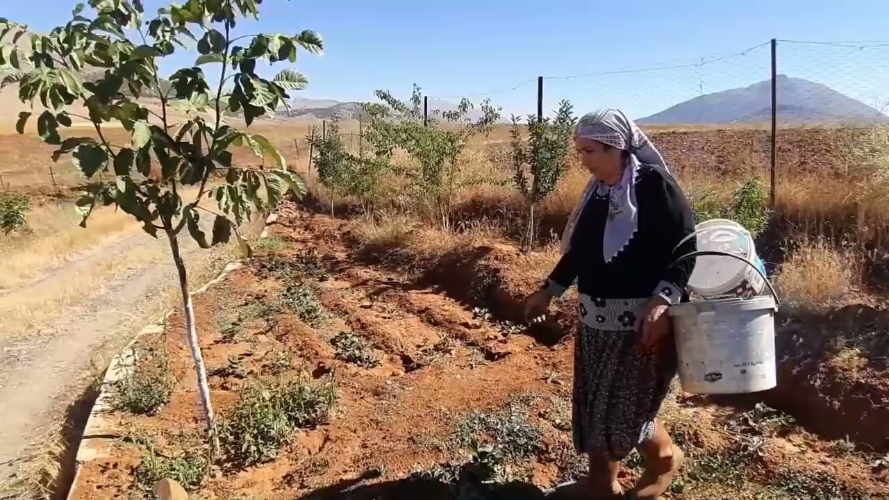 Tufanbeyli'de Bahçe Ürünleri Vermeye Başladı. Lezzeti Aroması Çok Farklı