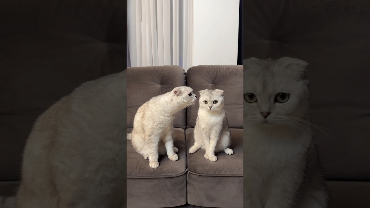 REDDY сможет подружиться с кошками?🙀