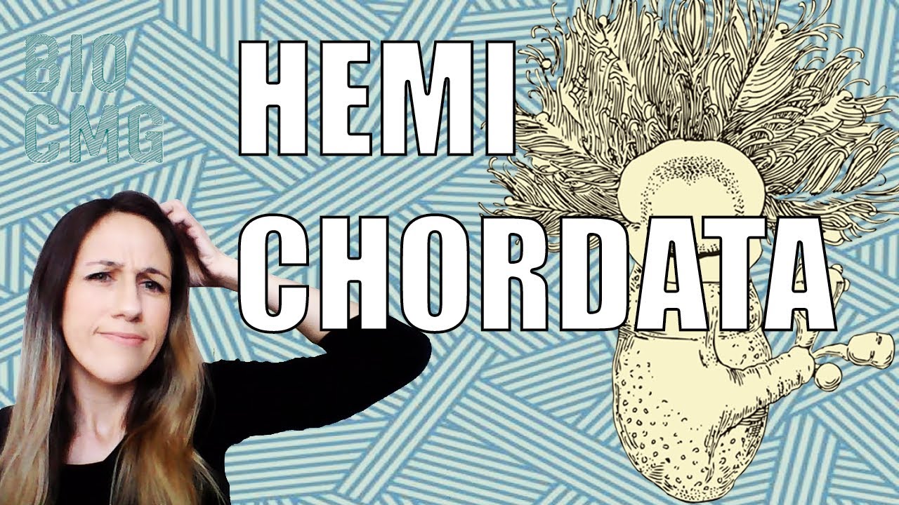 Hemichordata - Classifica&ccedil;&atilde;o e Biologia