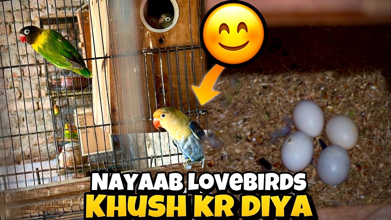 Nayaab lovebirds na first time egg lay kr dia😍