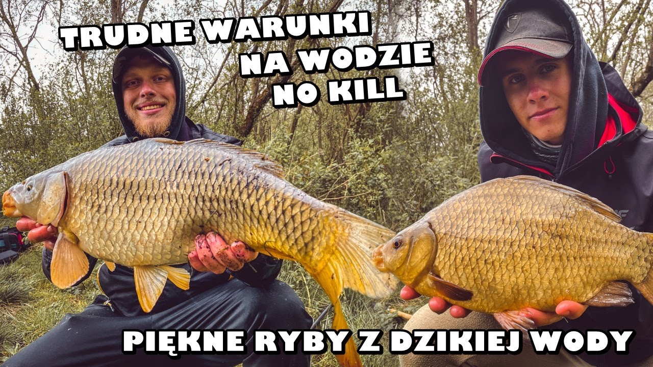 TRUDNE WARUNKI NA WODZIE\PIĘKNY KARP PEŁNOŁUSKI\ZŁOTY KARAŚ
