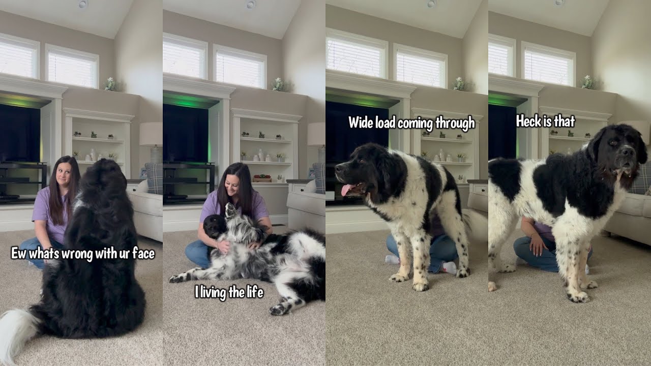 Differences Between My 2 Newfoundland Dogs When Getting Pets