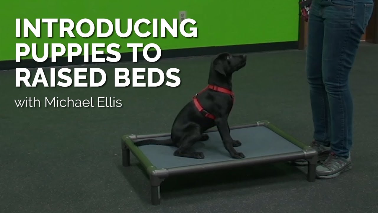 Introducing Puppies to Raised Beds with Michael Ellis