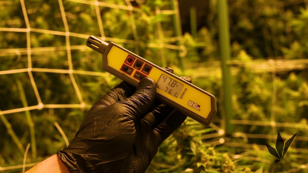 Treating Powdery Mildew on Cannabis (In Flower)