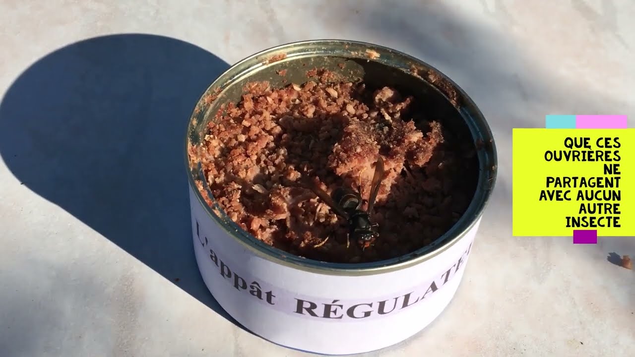 Recherche :   L'appât régulateur III  Research on the Asian hornet bait regulator