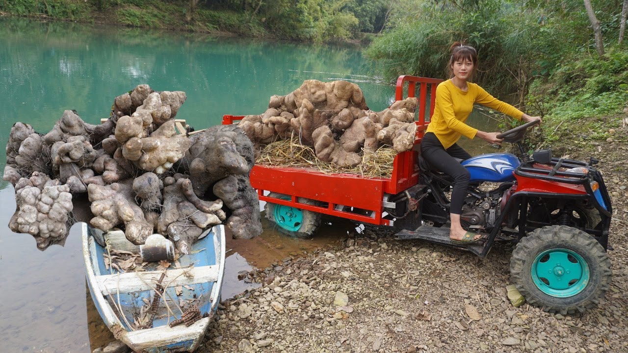 Full video: 35 Days On The Farm Harvesting - Use 4-wheeled Truck Transport Ducks, Forest Roots Sell