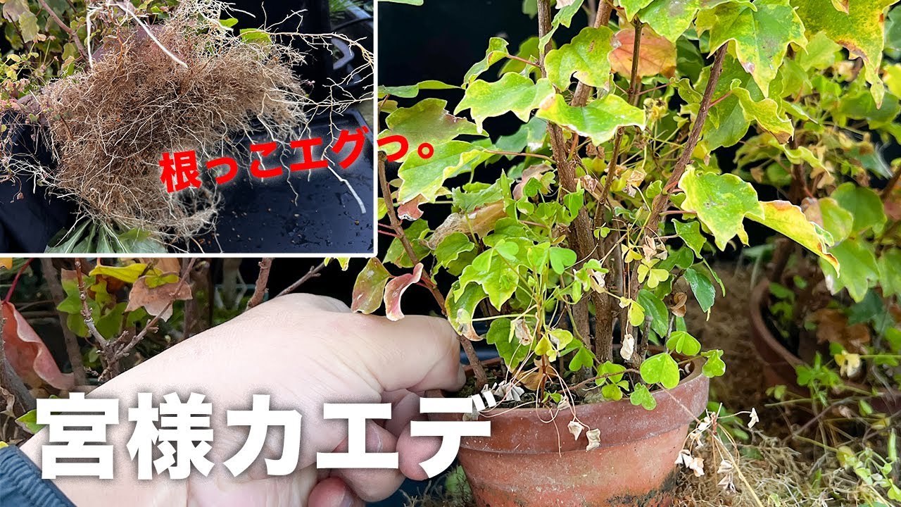 【MSK】宮様カエデの挿し木素材を冬支度しようと思ったら根っこすごいことになっていた。 #盆栽 #bonsai