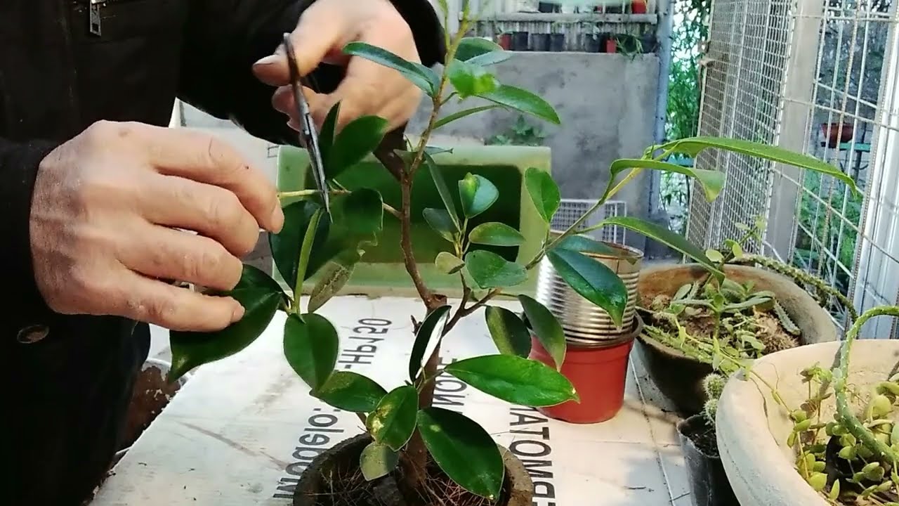 Poda de ficus retusa.