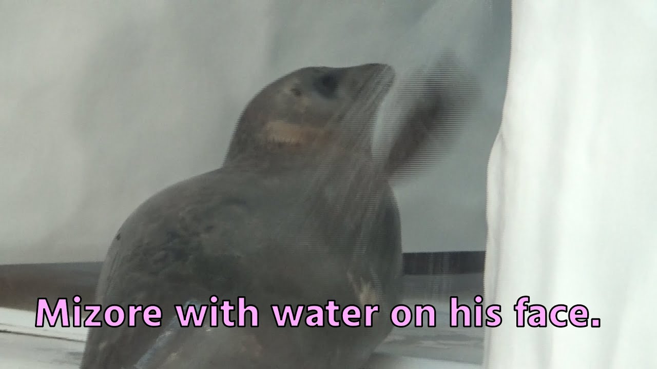Ringed seal Mizore does not like being doused with water.【Kaiyukan】