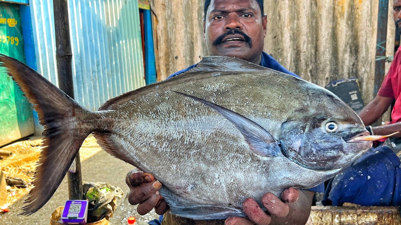 KASIMEDU 🔥 SPEED SELVAM | HUGE POMFRET FISH CUTTING VIDEO | 4K VIDEO | KM FISH CUTTING