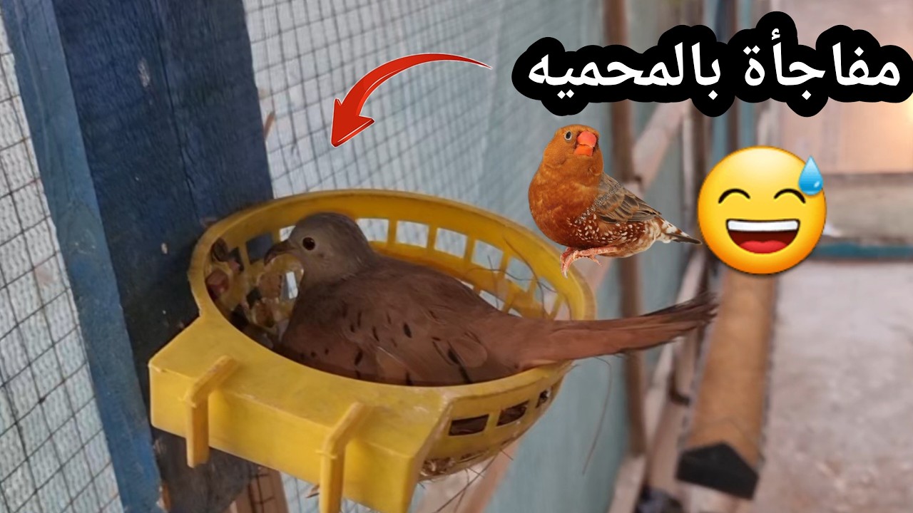 اكبر صدمة بالمحميه 😅🐣
