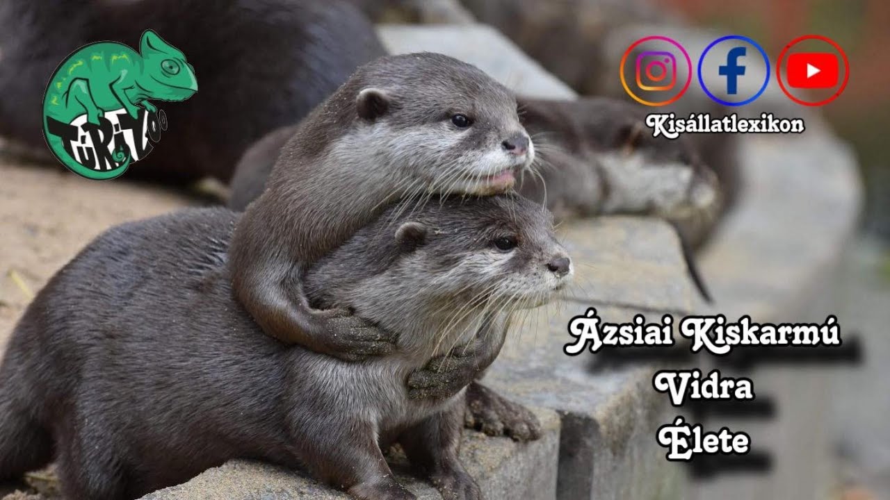 AZ &Aacute;ZSIAI T&Ouml;RPEVIDR&Aacute;K :)