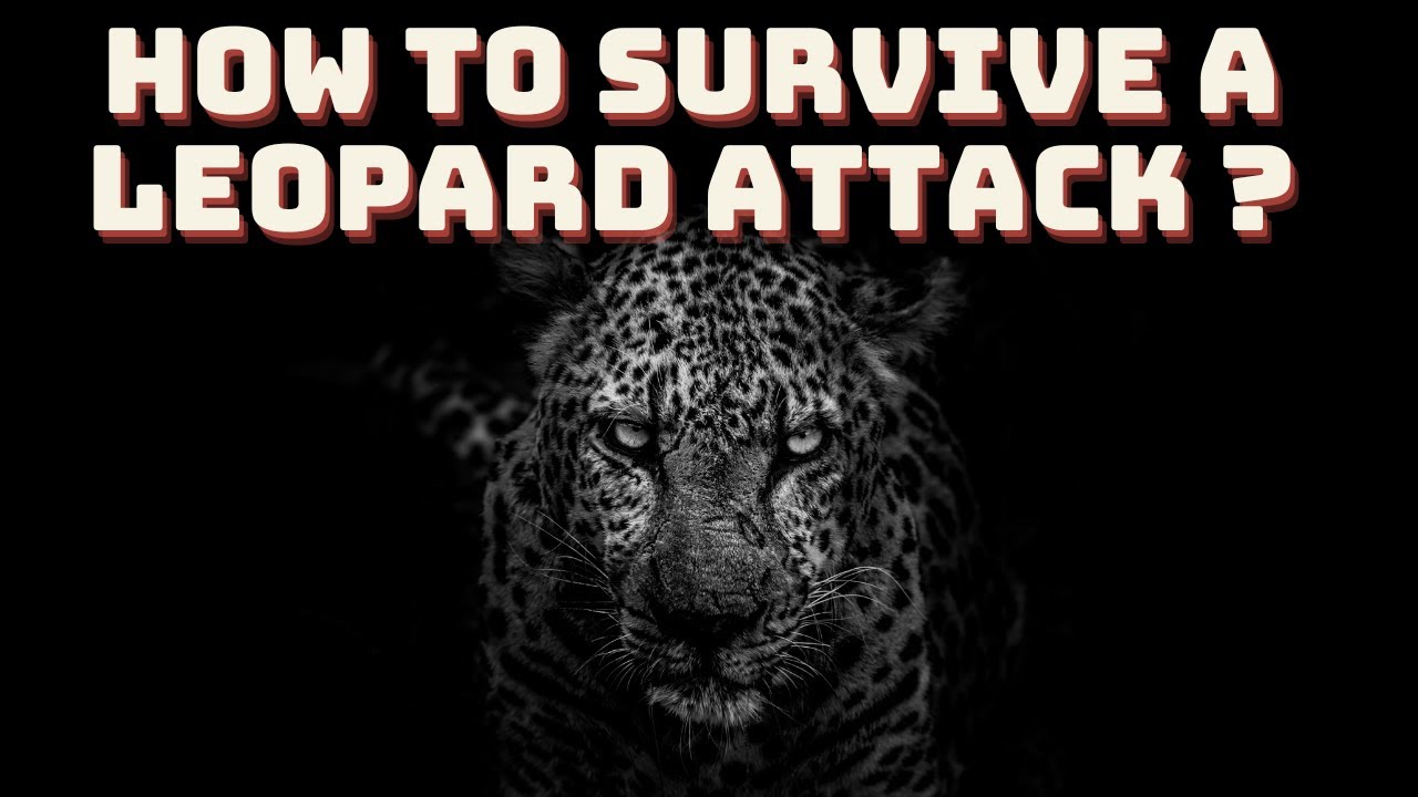 Top 8 Survival Tips When You Encounter a Leopard