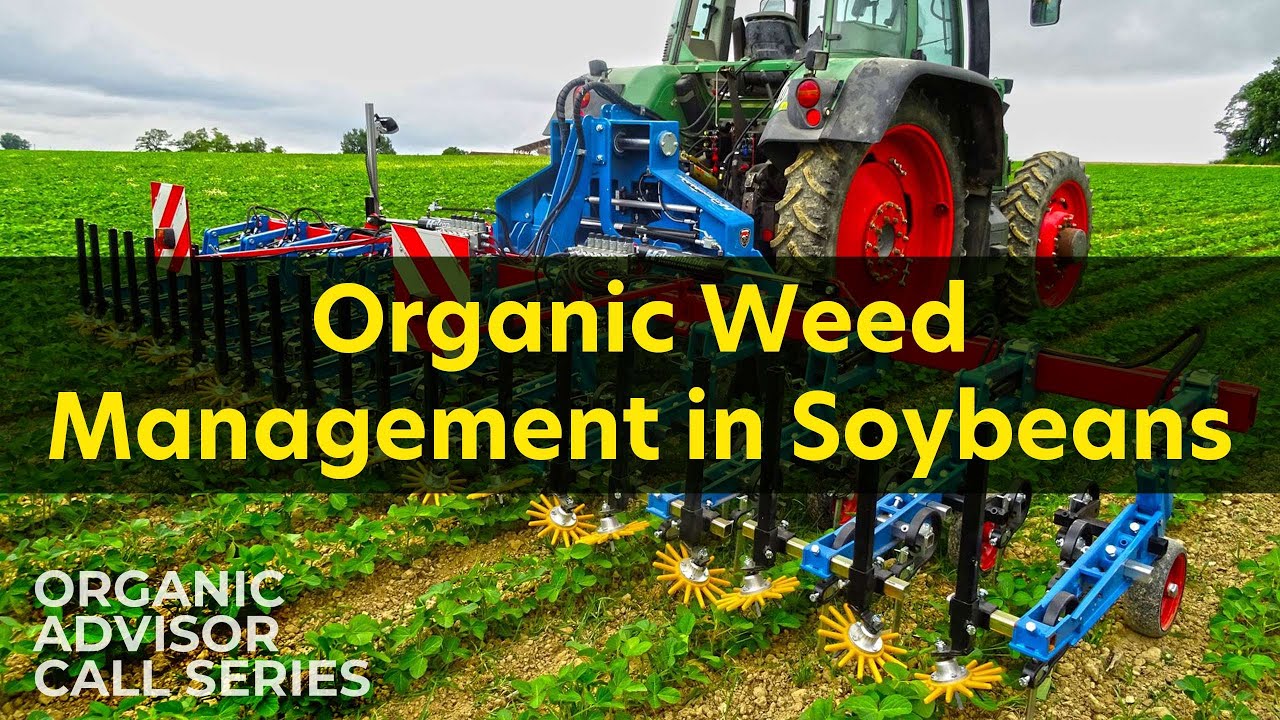 Organic Weed Management in Soybeans │Organic Advisor Call Series 2025