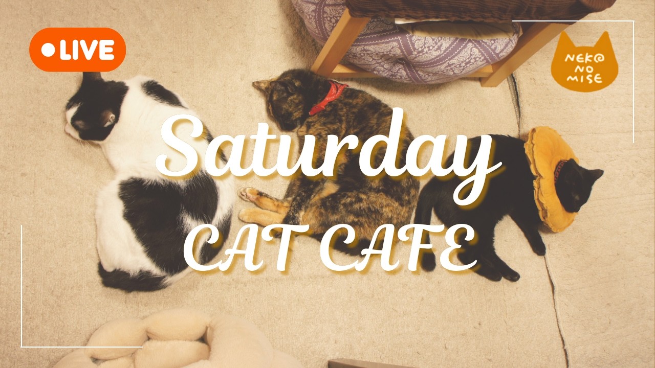 【ライブカメラ】猫カフェの閉店後をこっそり見守るライブ配信☕Relaxing Music & Cats｜2026.2.7