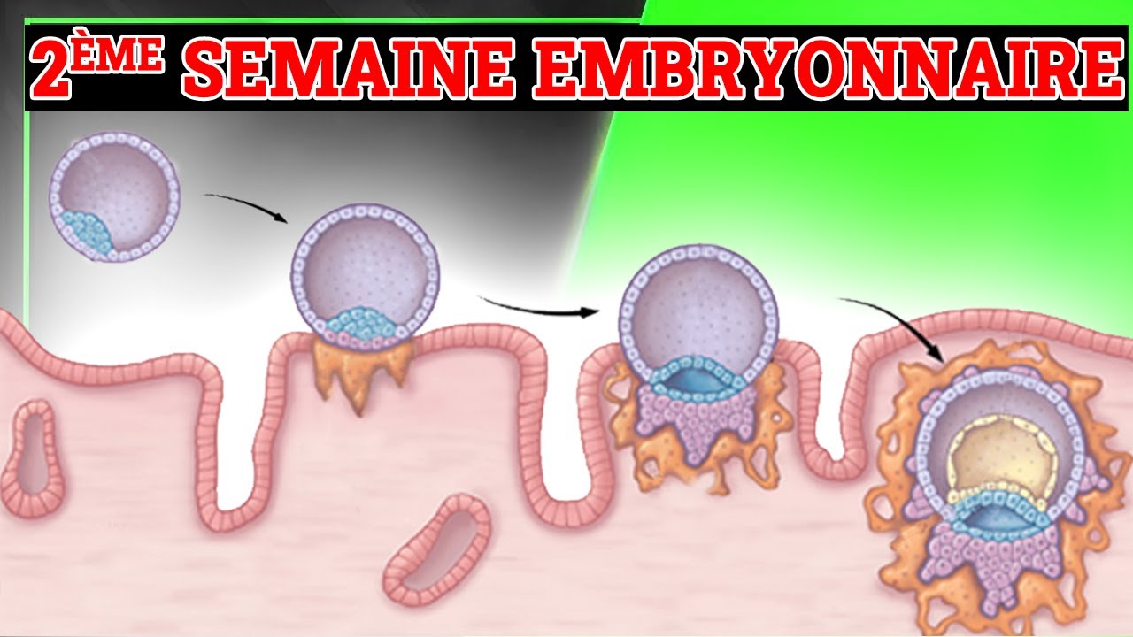 2ème Semaine du Développement Embryonnaire | Embryologie Humaine