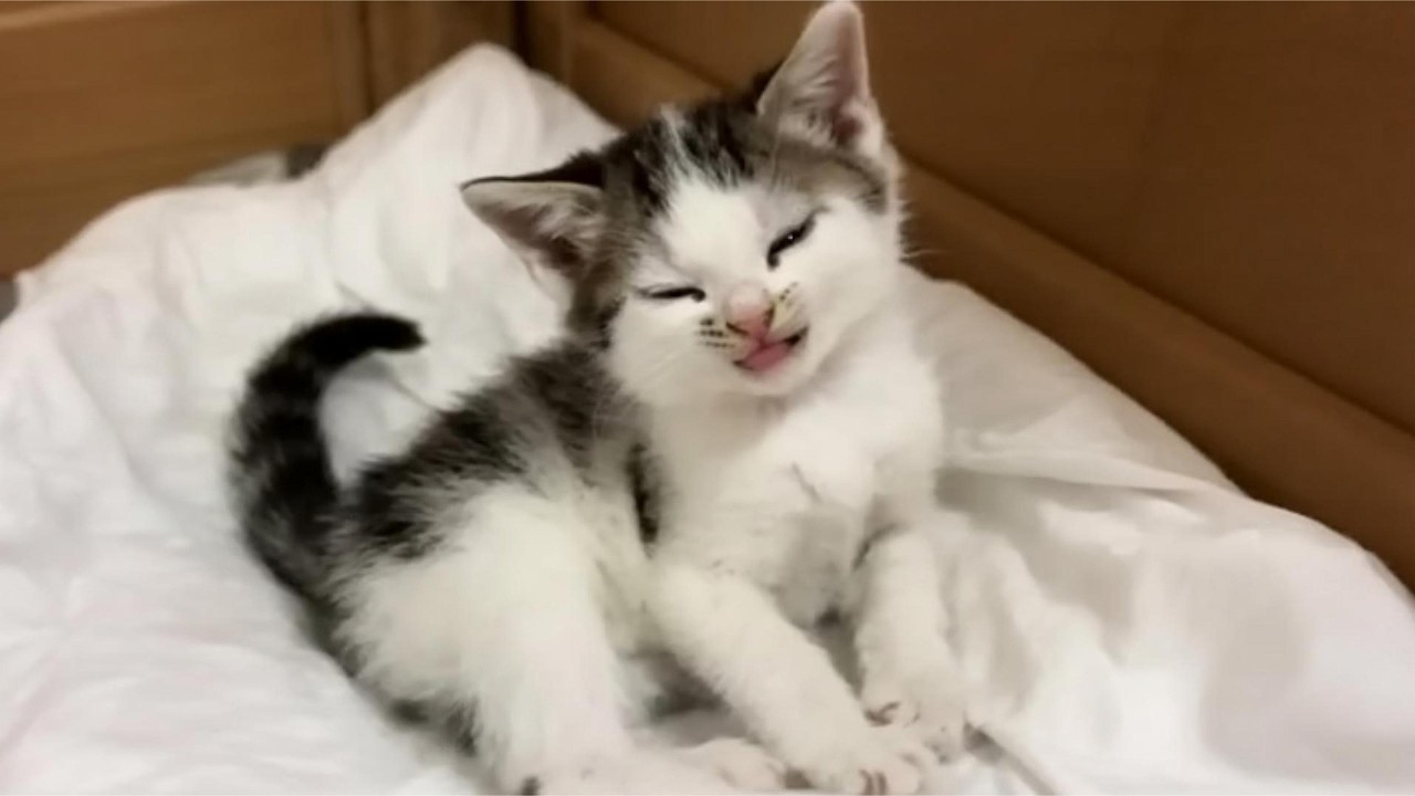 When Tiny Kittens 😹 Turn Sweet Chaos Into Pure Comedy