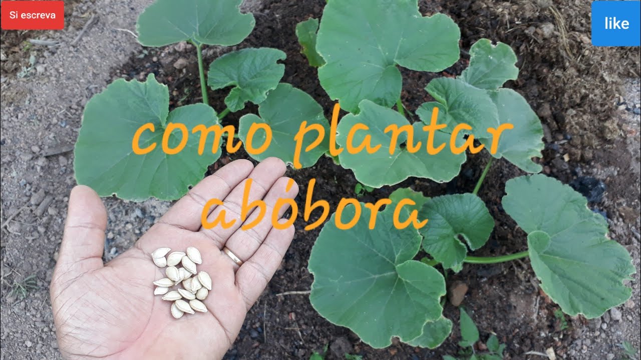 Como plantar abóbora e fazer a primeira adubação
