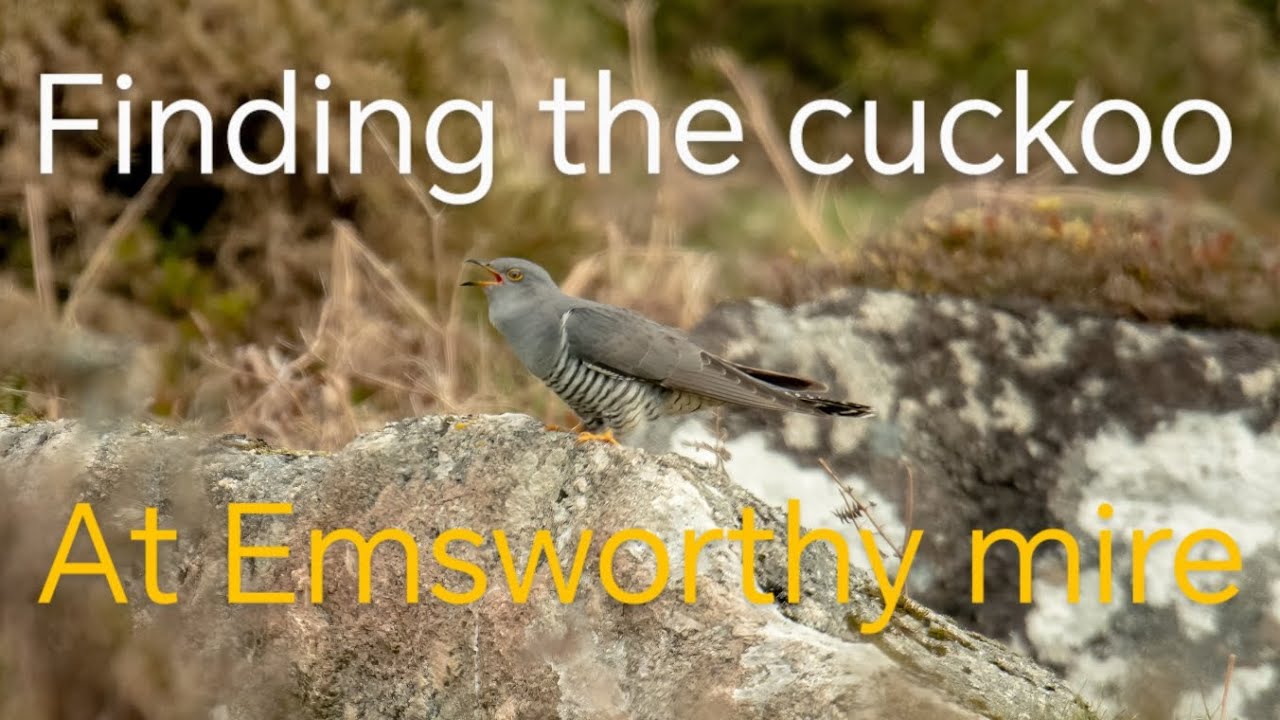 Cuckoo at Emsworthy Mire