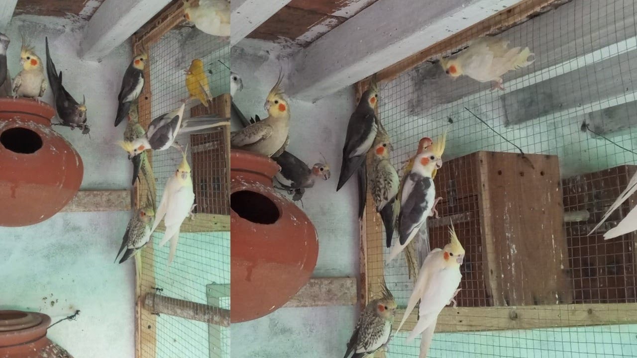 Cocktail Parrot Setup || Colony in Pakistan || Mix Bird Breeding