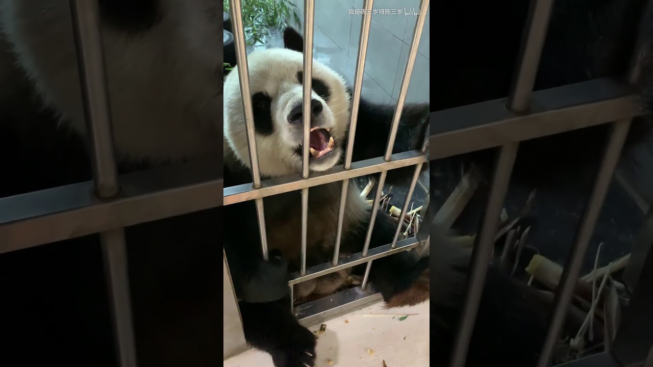 Panda Jin Hu-The child showed a healthy curiosity