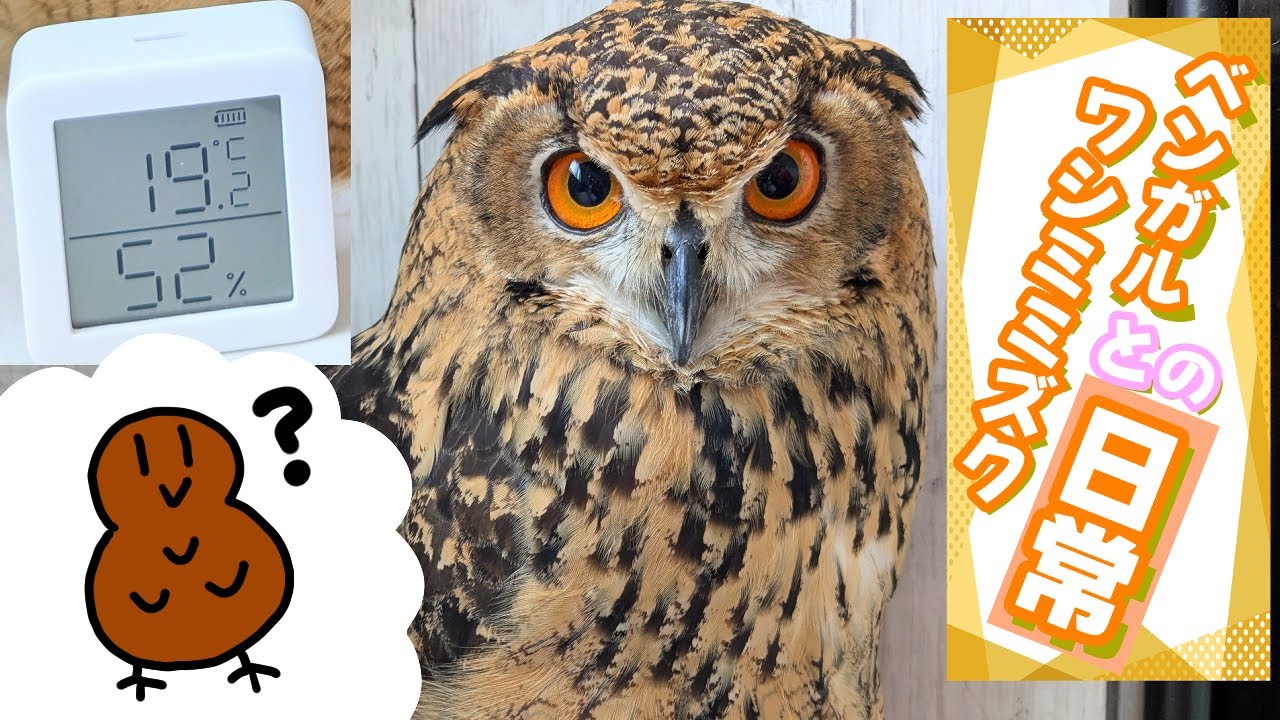 【ベンガルワシミミズク】まだまだ寒い日が続きます【日常】+4コマ【動画鑑賞】