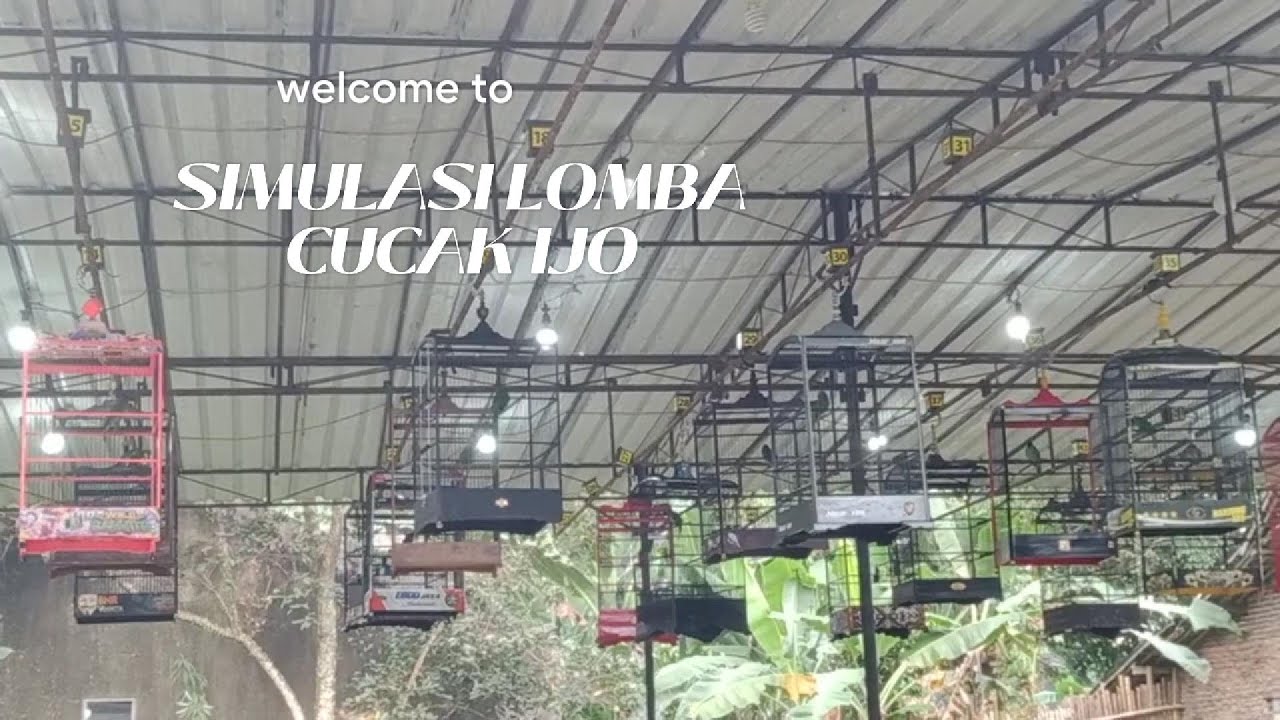 PANCINGAN SIMULASI LOMBA CUCAK IJO #cucakijogacor  #simulasilombacucakijo