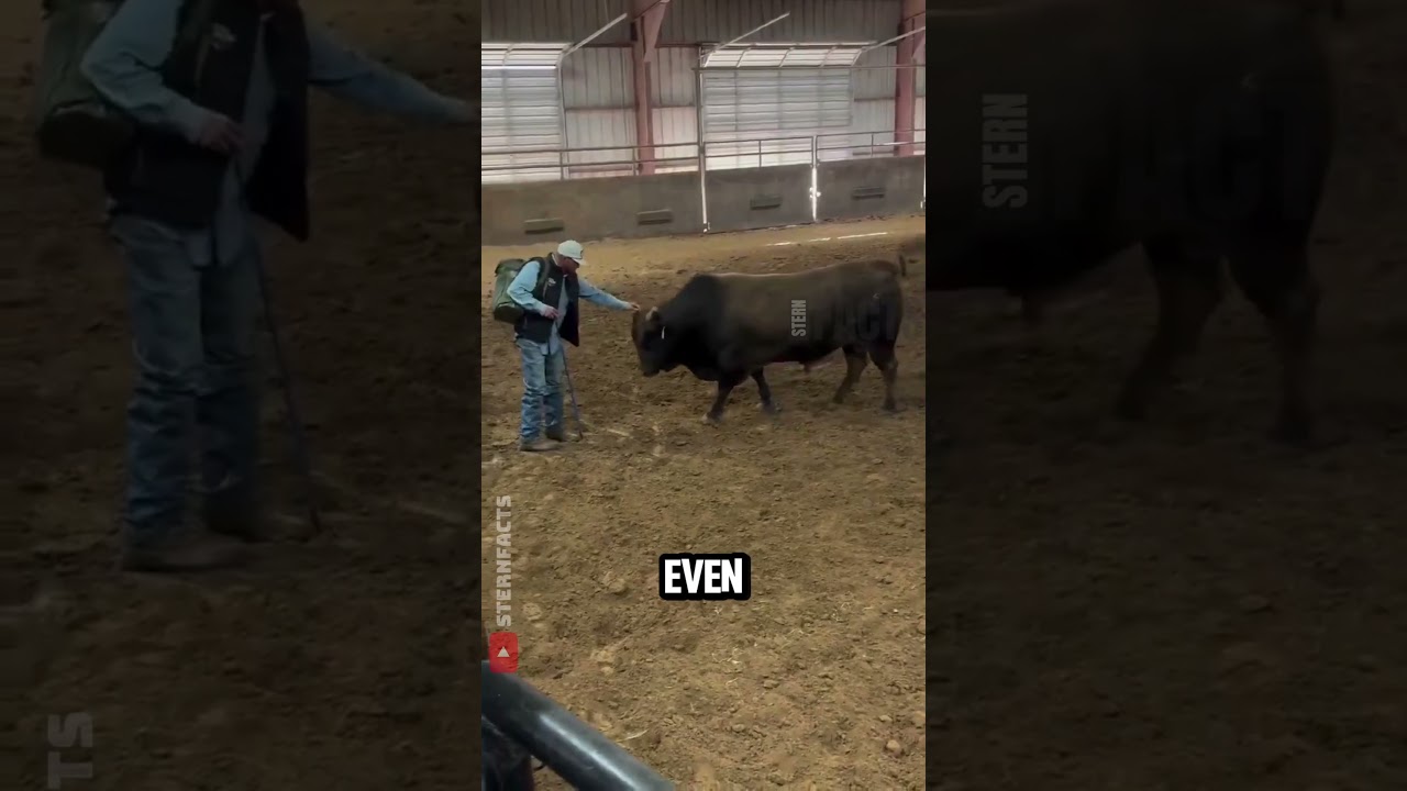 Reakcja byka na rozpoznanie swojego opiekuna roztopi twoje serce