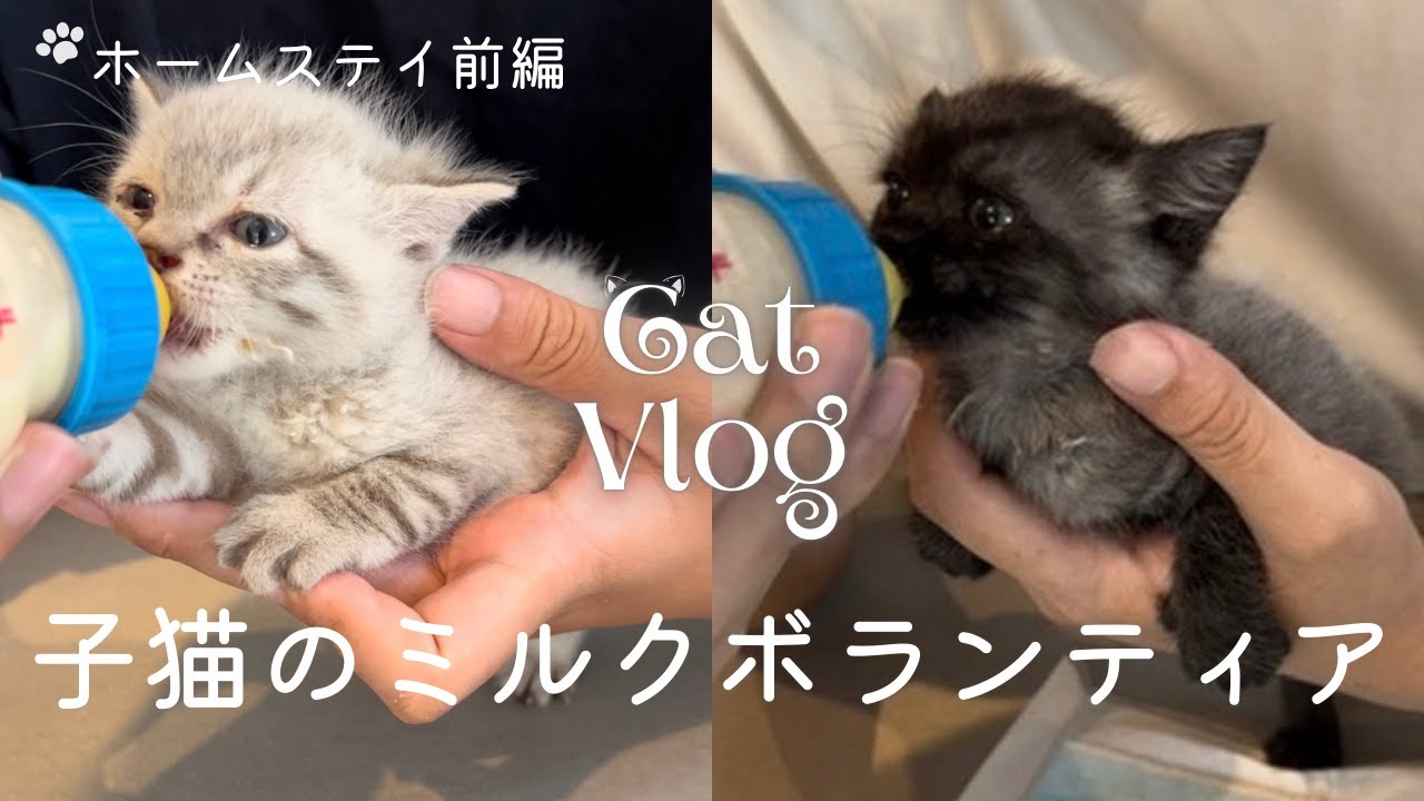 ［子猫のミルクボランティアvlog］生まれて数日の子猫がやってきた｜白猫の大福くんとグレー猫ののりちゃんの成長記録（前編）